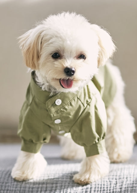 toutoucocoが届けるのは犬と人だからできる体験