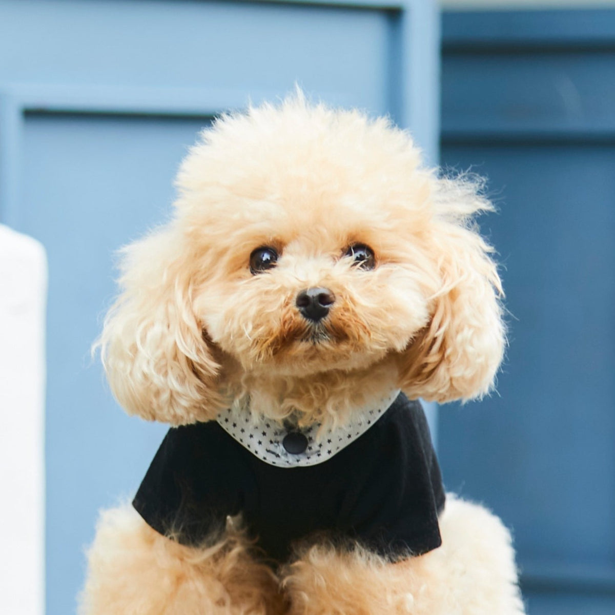 8462_1200x.jpg?v=1655309578