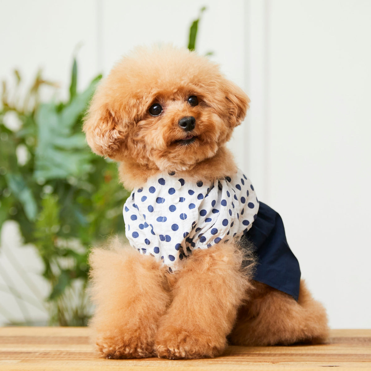ALL ITEM – toutoucoco