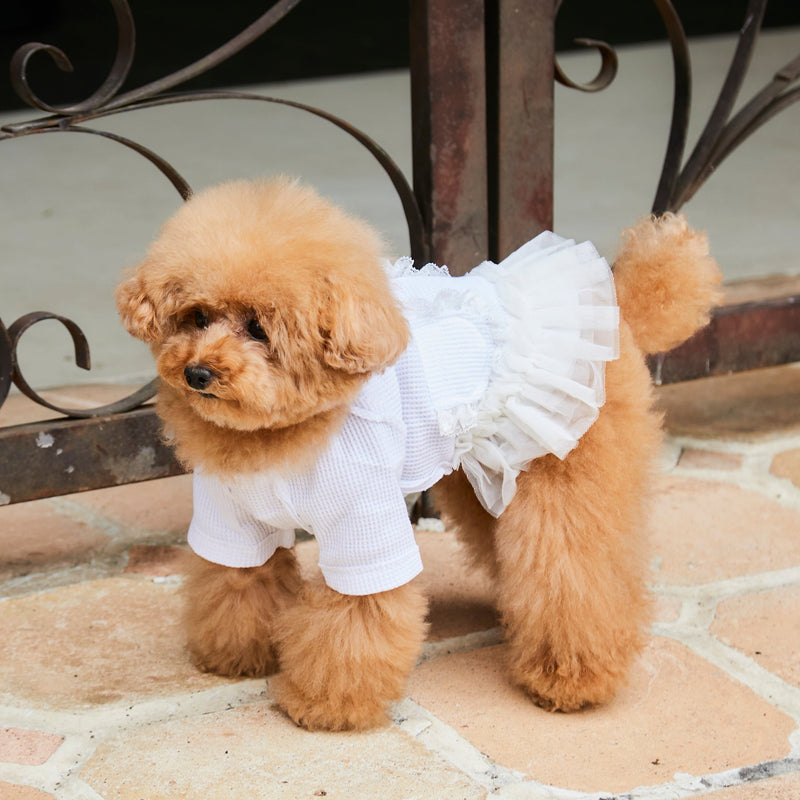 [Dog clothes single] Angel dress